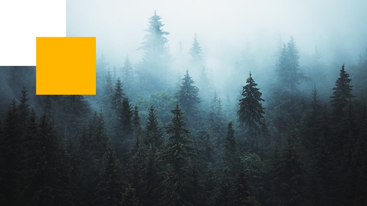 A scenic forest view.