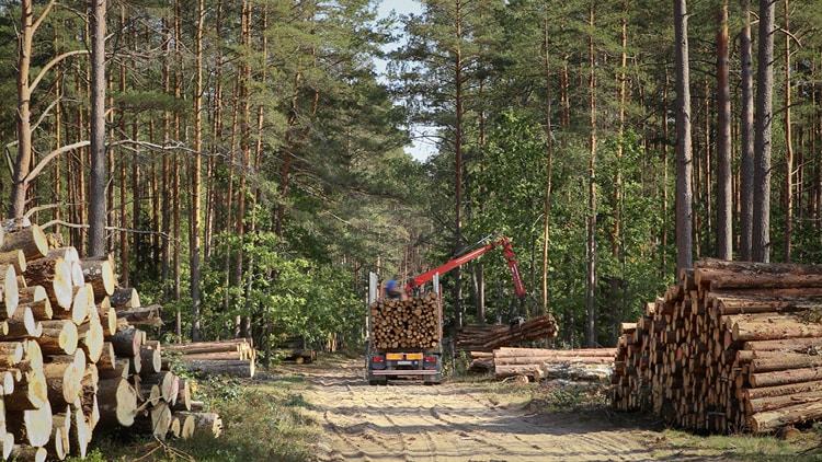 EU Deforestation Regulation Compliance — Insight | PwC Ireland